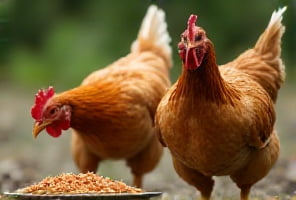 Повышение естественной резистентности кур-несушек при включении в рацион минеральной добавки «Зоо - Верад»